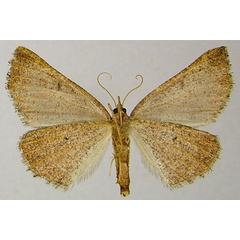 /filer/webapps/moths/media/images/V/vara_Drepanogynis_AF_ZSMb.jpg