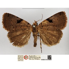 /filer/webapps/moths/media/images/O/obliquisignata_Eustrotia_HT_NHMUK.jpg