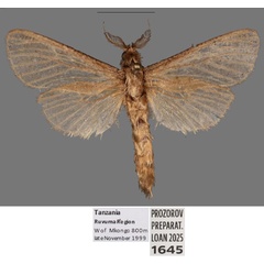 /filer/webapps/moths/media/images/A/aarviki_Phragmataecia_HT_Mueller.jpg