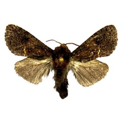 /filer/webapps/moths/media/images/D/durrelli_Geraldocossus_HT_ZMJU.jpg