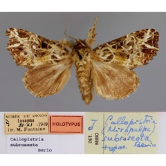 /filer/webapps/moths/media/images/S/subroseata_Callopistria_HT_RMCA_01.jpg