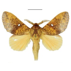 /filer/webapps/moths/media/images/A/argenteoguttata_Hypotrabala_AM_ANHRT_02.jpg