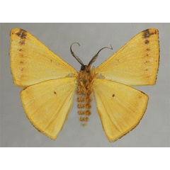 /filer/webapps/moths/media/images/A/acuta_Pigiopsis_HT_ZSMb.jpg