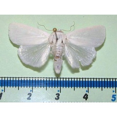 /filer/webapps/moths/media/images/V/vestae_Chasmina_A_Goffa_01.jpg