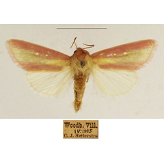 /filer/webapps/moths/media/images/D/disticta_Timora_AM_TMSA_02.jpg