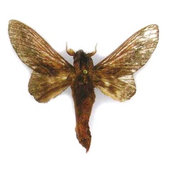/filer/webapps/moths/media/images/P/pinheyi_Cheligium_HT_RMCA.jpg