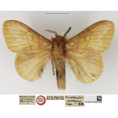 /filer/webapps/moths/media/images/J/jacksoni_Chrysopsyche_HT_NHMUK.jpg