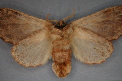 Diapalpus axiologa