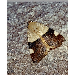 /filer/webapps/moths/media/images/A/annemaria_Acontia_F_Roland_02.jpg