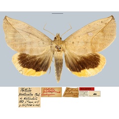 /filer/webapps/moths/media/images/P/proetexatus_Phyllodes_HT_MNHNa.jpg