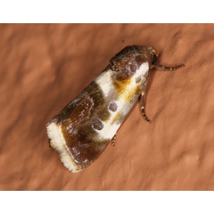 /filer/webapps/moths/media/images/N/natalis_Emmelia_A_Roland_01.jpg