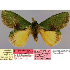 /filer/webapps/moths/media/images/S/spectabilis_Enomotarcha_HT_NMB.jpg