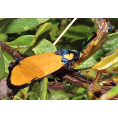 /filer/webapps/moths/media/images/O/ochroptera_Praezygaena_A_Braun_04.jpg