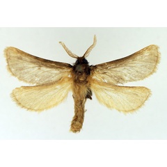 /filer/webapps/moths/media/images/A/aurifuscata_Gorgopis_AM_TMSA.jpg