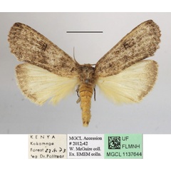 /filer/webapps/moths/media/images/N/nephocrossa_Elaphrodes_A_MGCLa_02.JPG