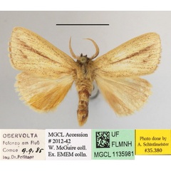 /filer/webapps/moths/media/images/I/isabellina_Xanthodonta_A_MGCLa_01.JPG