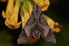 Temnora pseudopylas