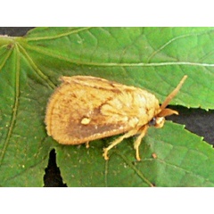 /filer/webapps/moths/media/images/R/rugosa_Cosuma_A_Goff_02.jpg