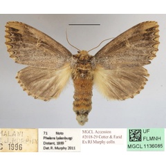/filer/webapps/moths/media/images/L/lydenburgi_Antheua_A_MGCLa_01.JPG