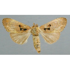 /filer/webapps/moths/media/images/L/latifasciata_Boscawenia_A_RMCA_03.jpg