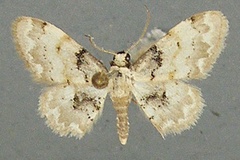 Idaea fumilinea fumilinea