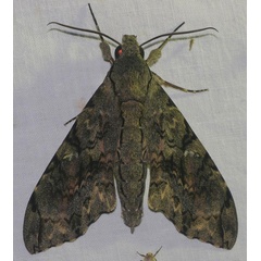 /filer/webapps/moths/media/images/M/morganii_Xanthopan_A_Jorpeland.jpg