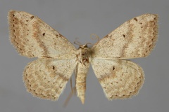 Scopula haeretica