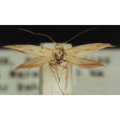 /filer/webapps/moths/media/images/C/ceratella_Scythris_HT_ZMUC.jpg