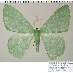 /filer/webapps/moths/media/images/A/albinotata_Prasinocyma_AF_ZSM.jpg