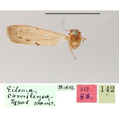 /filer/webapps/moths/media/images/C/curvilinea_Eilema_ST_SNHM.jpg