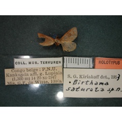 /filer/webapps/moths/media/images/S/saturata_Birthama_HT_RMCA_02.jpg