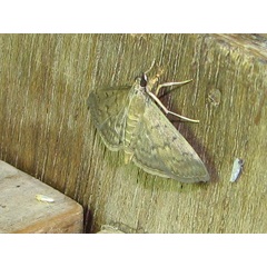 /filer/webapps/moths/media/images/P/phaeopteralis_Herpetogramma_A_Goff_01.jpg