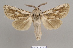 Wiltshirocossus aries