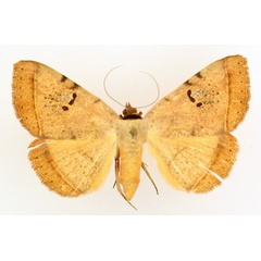 /filer/webapps/moths/media/images/C/carneotincta_Hypopyra_AF_TMSA_02.jpg