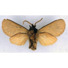 /filer/webapps/moths/media/images/M/maria_Metarctia_HT_BMNH_02.jpg