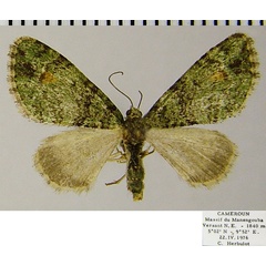 /filer/webapps/moths/media/images/C/cognata_Piercia_AM_ZSMa.jpg