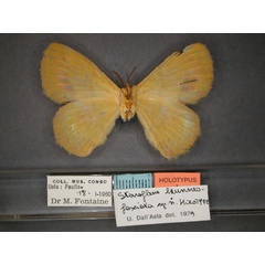 /filer/webapps/moths/media/images/B/brunneofasciata_Stenoglene_HT_RMCA_02.jpg