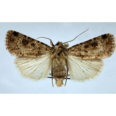 /filer/webapps/moths/media/images/P/perirrorata_Ochropleura_AM_Schellhorn_02.jpg