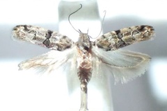 Faristenia tamarinda