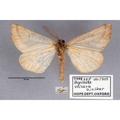 /filer/webapps/moths/media/images/V/vilisaria_Aspilates_HT_OUMNH_02.jpg
