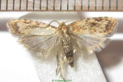 Peragrarchis martirea
