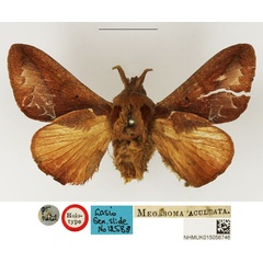 /filer/webapps/moths/media/images/A/aculeata_Megasoma_HT_NHMUK.jpg