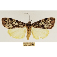 /filer/webapps/moths/media/images/A/agnesae_Sommeria_AF_TMSA_01.jpg