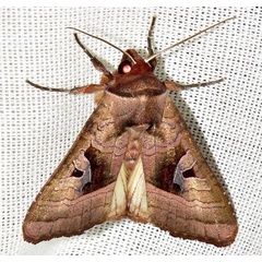 /filer/webapps/moths/media/images/C/cinisigna_Conservula_A_Braun_12.jpg