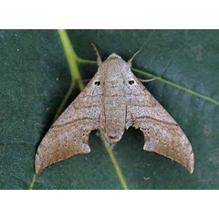 /filer/webapps/moths/media/images/F/falcatus_Falcatula_A_Voaden.jpg
