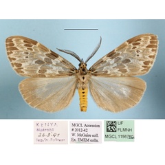 /filer/webapps/moths/media/images/D/doriae_Galtara_AM_MGCLa_01.jpg