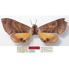 /filer/webapps/moths/media/images/B/brevis_Gynoeryx_AF_MNHN.jpg