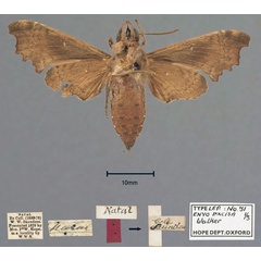 /filer/webapps/moths/media/images/E/excisa_Enyo_STF_OUMNH_02.jpg