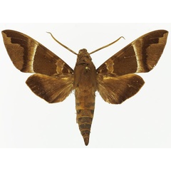 /filer/webapps/moths/media/images/T/transitoria_Nephele_AM_Basquin_02a.jpg