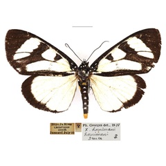 /filer/webapps/moths/media/images/H/hornimani_Heraclia_AF_RBINS_01.jpg
